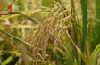 High-tech rice initiative