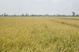 Vietnam pushes million-hectare premium rice plan
