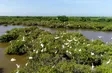 Xuan Thuy National Park - Vietnam's First Ramsar Site