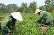 The Flavour of the Land of Tea - The Rhythms of Vietnam