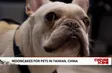 Mooncakes for pets in Taiwan, China