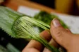 Threads of green - Insights