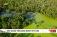 Gao Giong wetlands burst with life