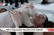 Puppy yoga in Dubai blends wellness with purpose