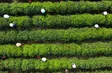 Vietnam's finest tea - Local Towards Global