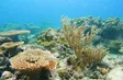 Colours of Truong Sa waters Ep. 2: The Colours of Coral | Insights