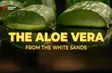 The Aloe Vera from the White Sands | Local Towards Global