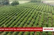 Ancient Shan Tuyet tea: Sustaining mountain livelihoods