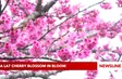 Da Lat cherry blossom in bloom