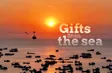 Gifts from the sea | Local Towards Global