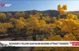 Ecuador's yellow Guayacan blooms attract tourists