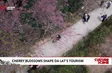 Cherry blossoms shape Da Lat's tourism
