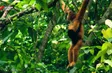 Reviving the Cao Vít gibbon | Echoes of the Wild