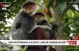 Sơn Trà Peninsula's douc langur conservation