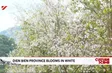 Điện Biên province blooms in white