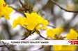 Flower streets beautify Hà Nội