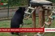 20 years of rescuing captive bears in Việt Nam