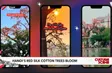 Hà Nội's red silk cotton trees bloom