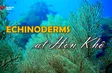 Ocean Mysteries - Echinoderms At Hòn Khô | Insights