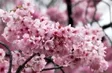 High fuel costs cloud Japan’s cherry blossom season