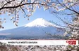 When Fuji meets sakura