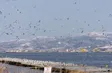 Japan disperses bird flocks with light