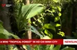 A mini “tropical forest” in Hồ Chí Minh City