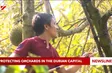 Protecting orchards in the durian capital