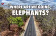 Where Are You Going, Elephants? | I-Report
