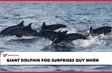 Giant dolphin pod surprises Quy Nhơn