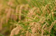 Vietnamese Rice Goes Global | Local Towards Global