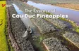 The Essence of Cầu Đúc Pineapples | Vibes of Vietnam