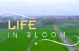 Life in Bloom | Discovery