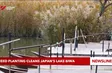 Reed planting cleans Japan’s Lake Biwa
