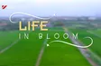 Life in Bloom | Discovery