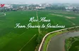 Rice Flour - From Grains to Greatness | Flavours and Beyond