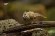 Bird photography: When art meets conservation