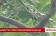Ancient tea forest rediscovered in Đắk Lắk