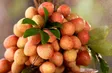 Poor harvest, higher standards for Bắc Ninh lychees