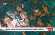 Nhơn Hải’s golden sargassum lures visitors