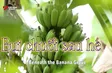 Beneath the Banana Grove | Vibes of Vietnam