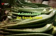 A green hope on sandy land | Vibes of Vietnam