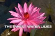 The Sweet Water Lilies | Vibes of Vietnam