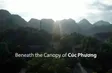 Beneath the Canopy of Cúc Phương | Vibes of Vietnam
