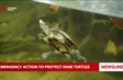 Emergency action to protect rare turtles