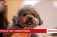 Việt Nam's pet economy booms