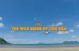 The wild birds of Côn Đảo | Vietnam Wild Live