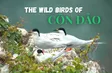 The wild birds of Côn Đảo | Vietnam Wild Live