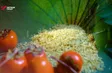 The Many Lives of Rice | Hidden Charm