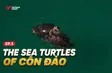 The sea turtles of Côn Đảo | Việt Nam Wild Live